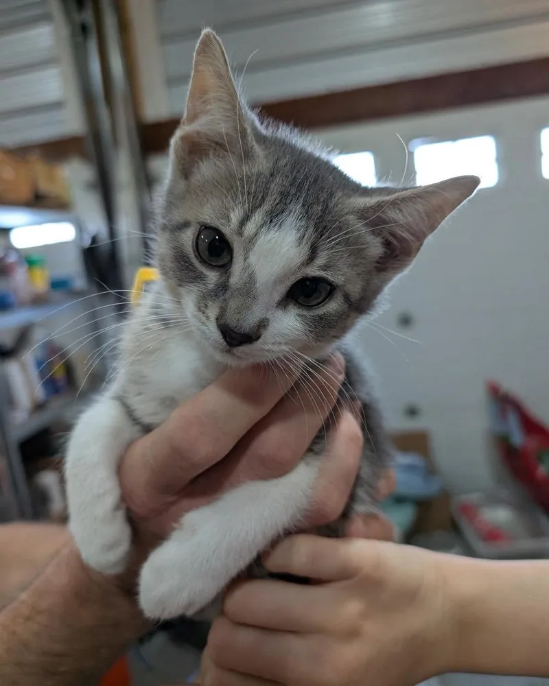 A baby medium-sized male Tabby (Gray / Blue / Silver) Domestic Short Hair cat named Queso for adoption in White Oak, PA