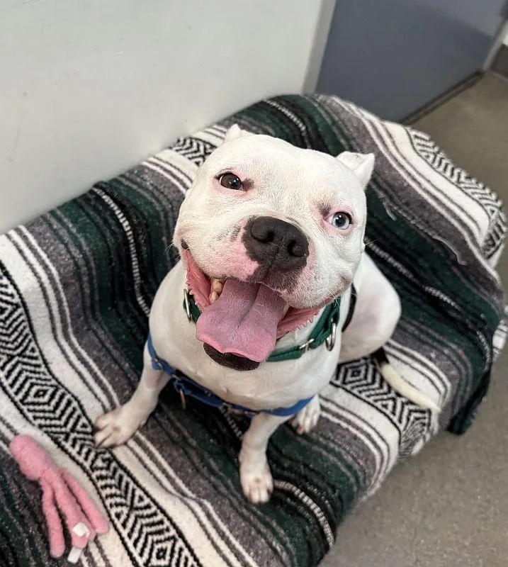 An adult medium-sized female White / Cream Pit Bull Terrier dog named Winter for adoption in Berkeley, CA