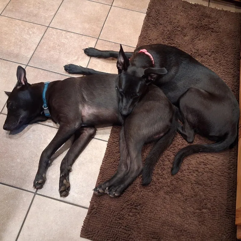 A young large-sized male Black Belgian Shepherd / Malinois dog named Lucky for adoption in Lenoir, NC
