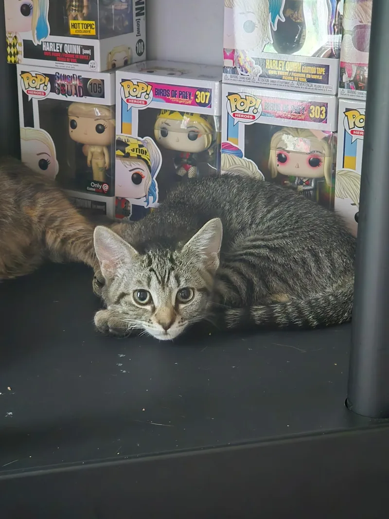 A baby medium-sized female Domestic Short Hair cat named Sushi for adoption in Succasunna, NJ