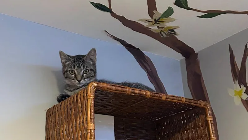 A baby medium-sized female Domestic Short Hair cat named Bardot for adoption in Youngsville, NC