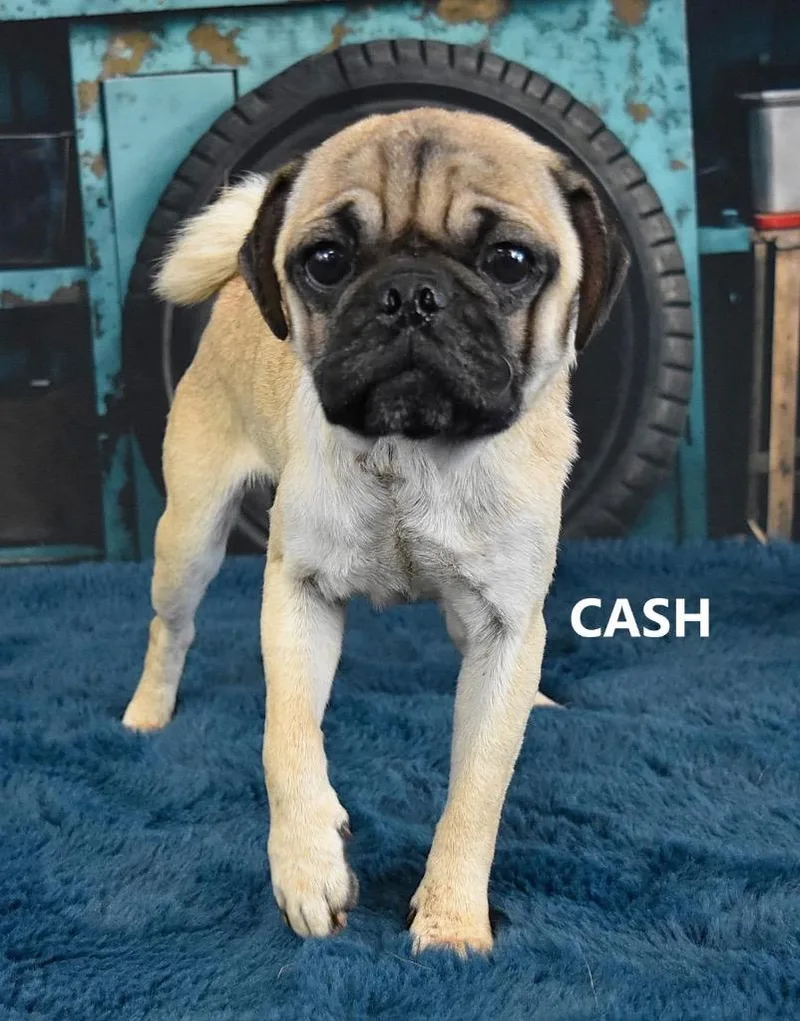 Cash thumbnail 3