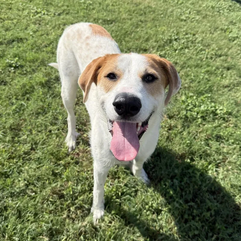 A young medium-sized female Great Pyrenees dog named Lunar for adoption in Brenham, TX