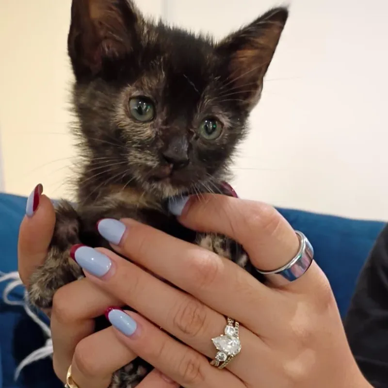 A baby small-sized female Tortoiseshell Domestic Short Hair cat named Pepper < for adoption in Edinburg, TX
