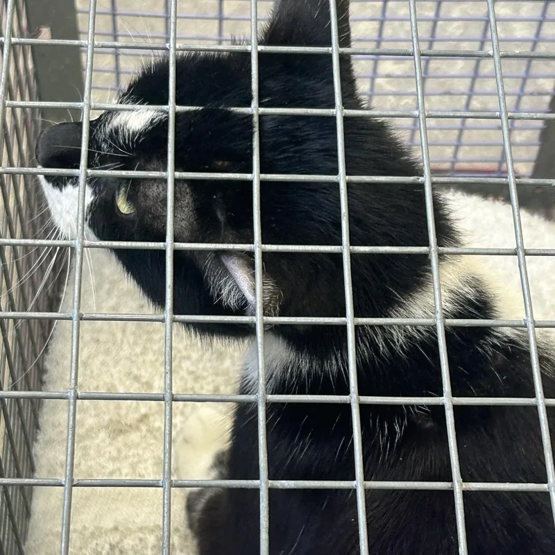 A senior medium-sized female Black Domestic Short Hair cat named Ava for adoption in Philadelphia, PA