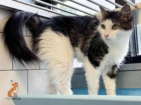 A young small-sized female Domestic Medium Hair cat named Tress for adoption in Roanoke, VA