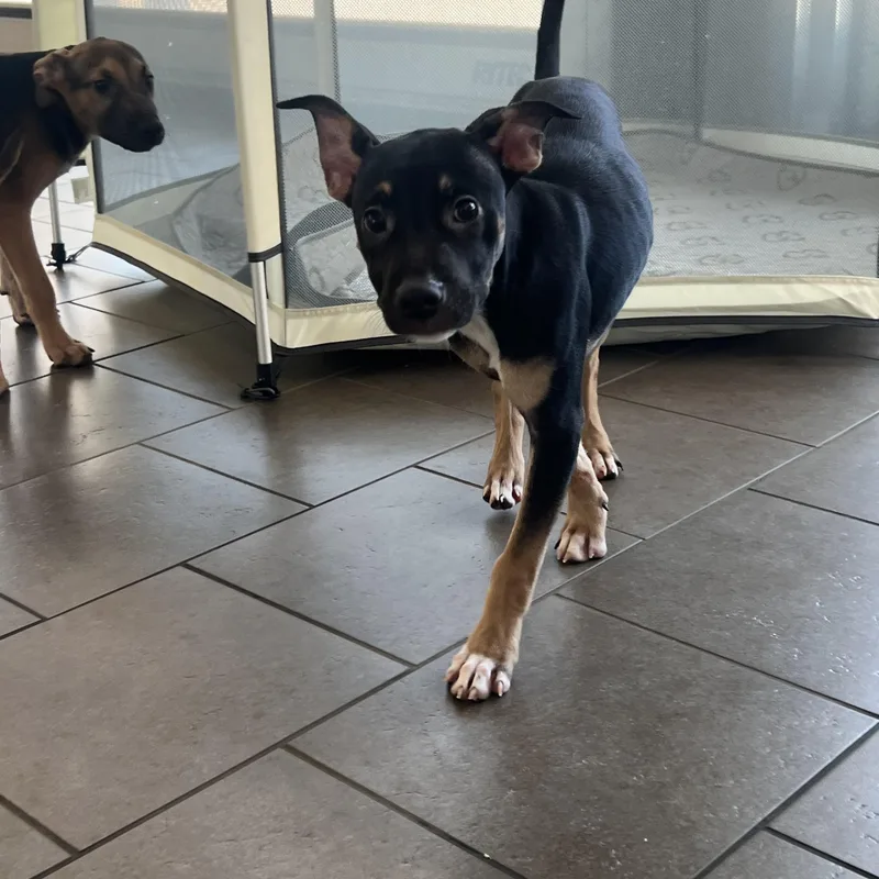 A baby large-sized female Black German Shepherd Dog dog named Petal for adoption in Davisburg, MI