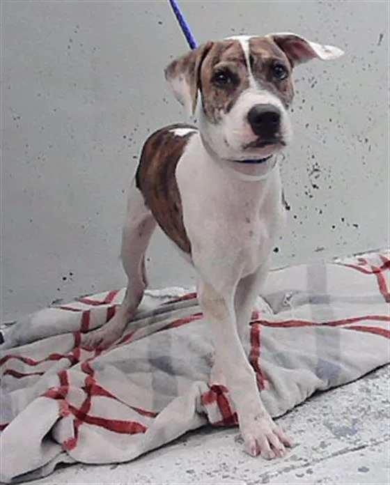 A baby small-sized male American Staffordshire Terrier dog named Lucky for adoption in Houston, TX