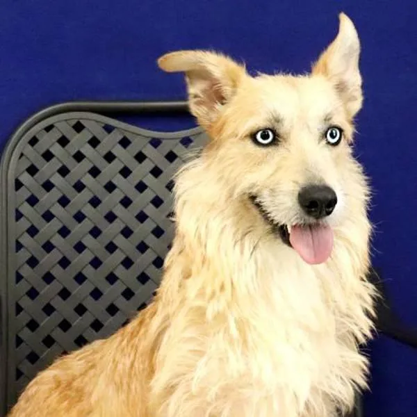 An adult small-sized female Corgi dog named Melody for adoption in Midland, TX