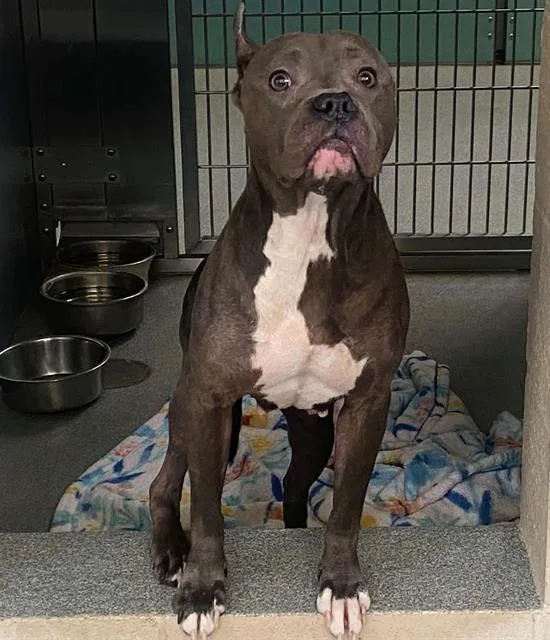An adult medium-sized female Pit Bull Terrier dog named Scout for adoption in Tustin, CA
