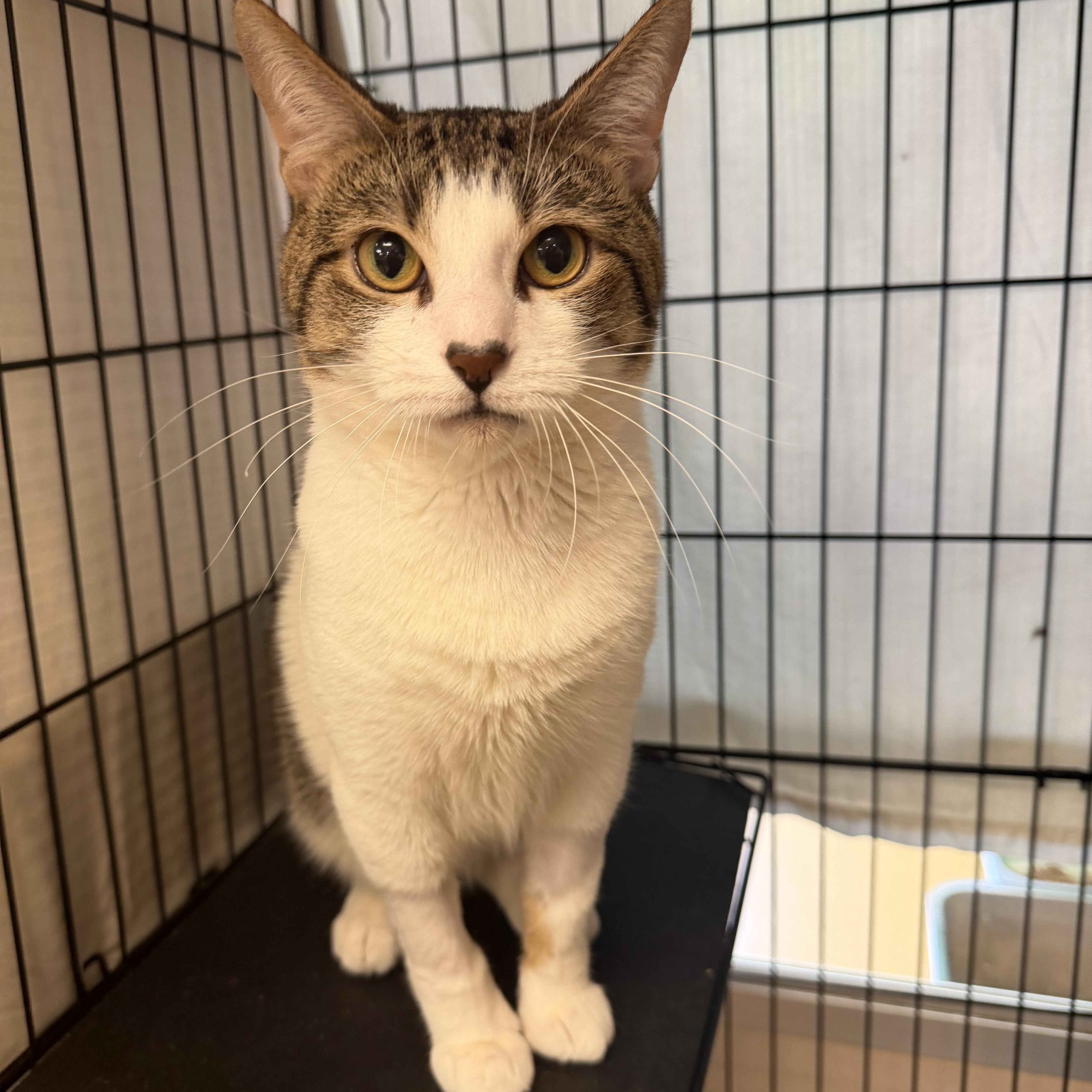 A young large-sized male Tabby (Buff / Tan / Fawn) Domestic Short Hair cat named Clock for adoption in Hudson, NY
