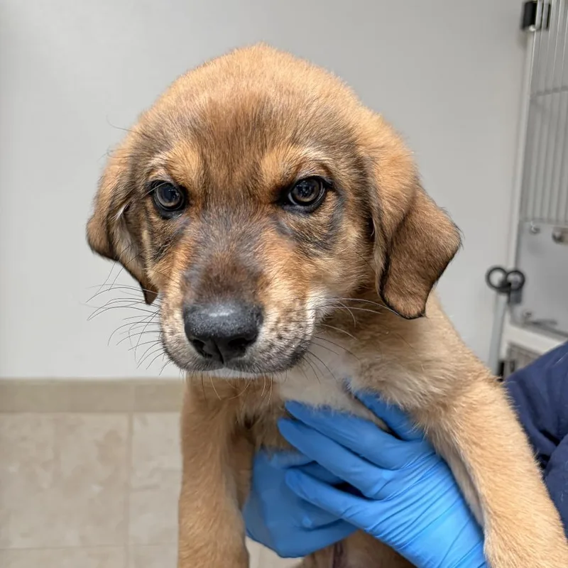 A baby small-sized male Brown / Chocolate Great Pyrenees dog named Orange for adoption in Ojai, CA