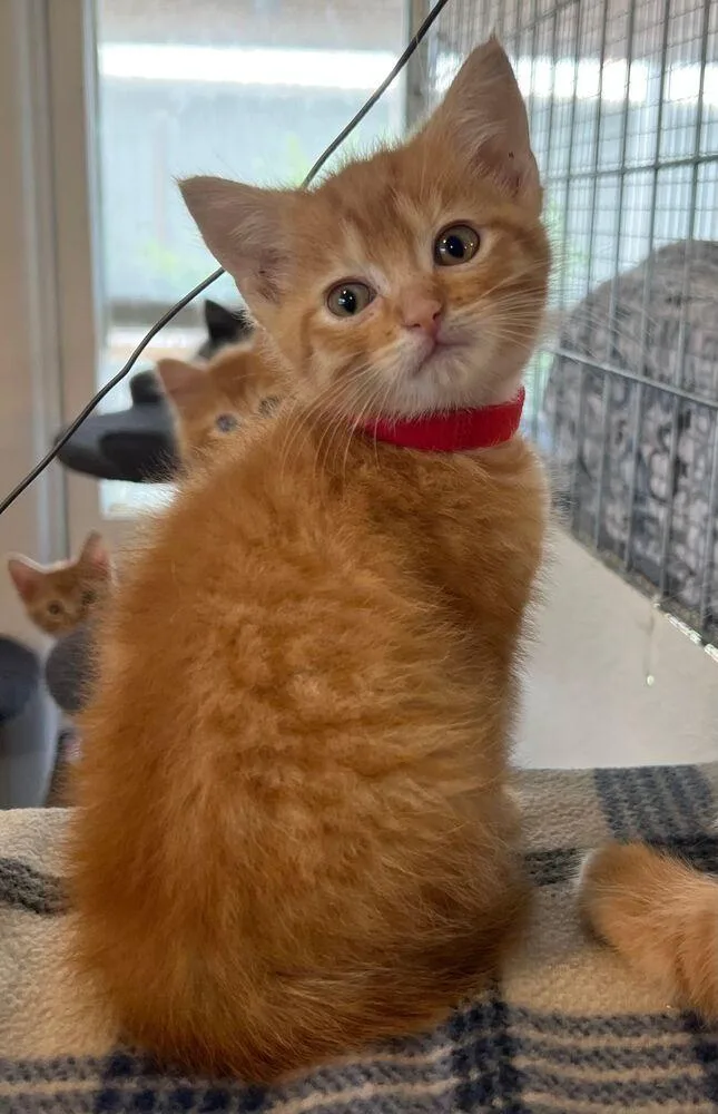 A baby small-sized female Tabby (Orange / Red) Domestic Short Hair cat named Tammy for adoption in McPherson, KS