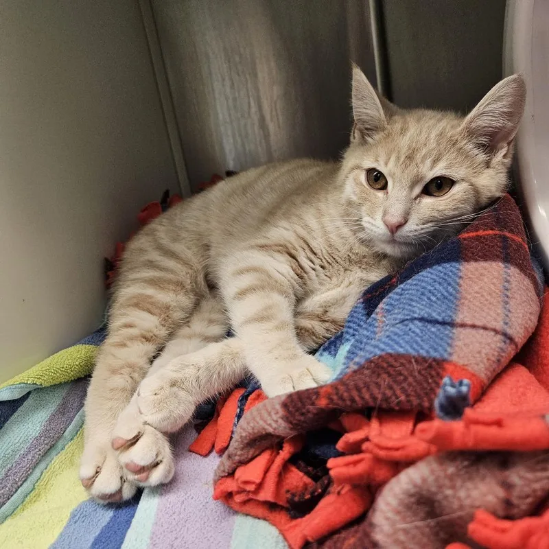 A baby small-sized female Orange / Red Domestic Short Hair cat named Sarafina for adoption in Fairport, NY