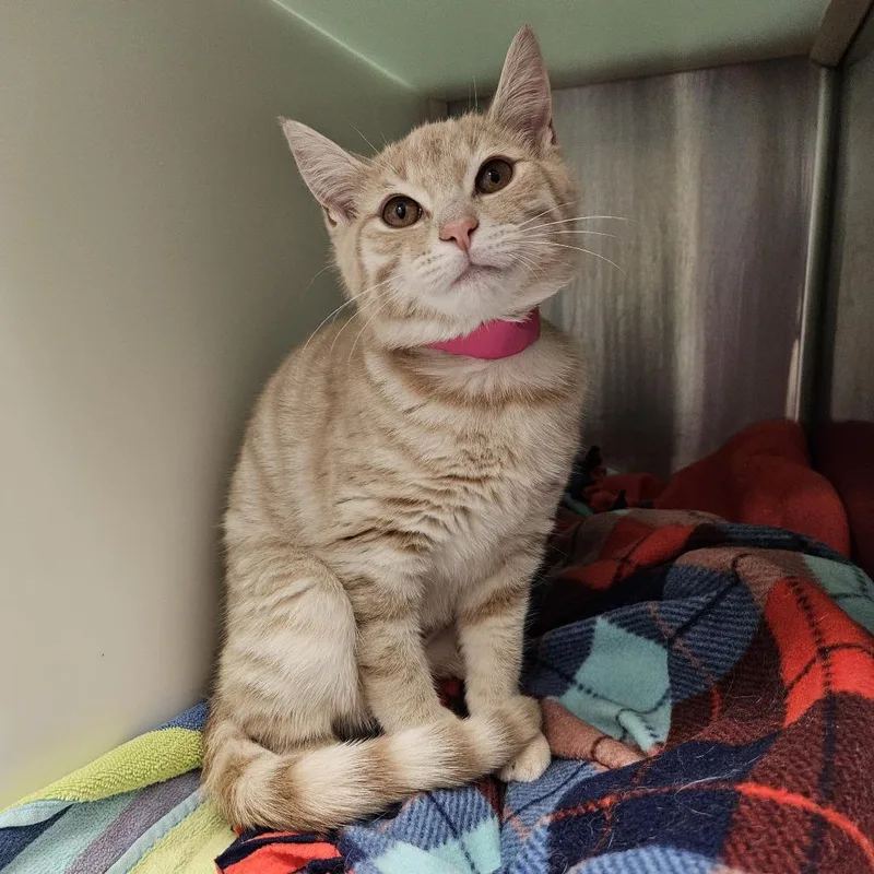 Sarafina thumbnail 2