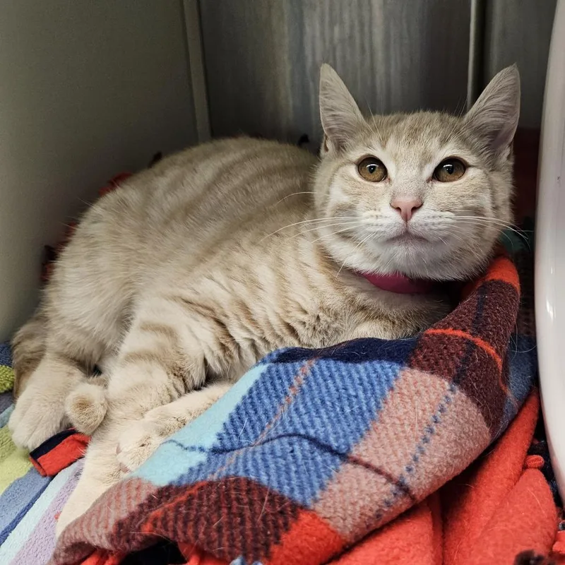 Sarafina thumbnail 3