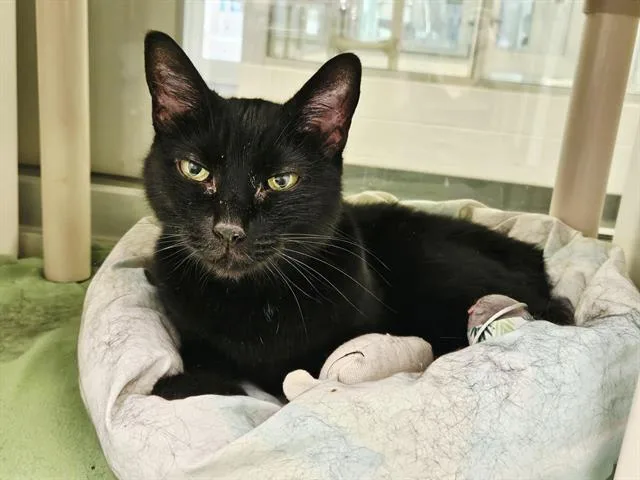 An adult medium-sized female Domestic Short Hair cat named Dawn for adoption in Albuquerque, NM