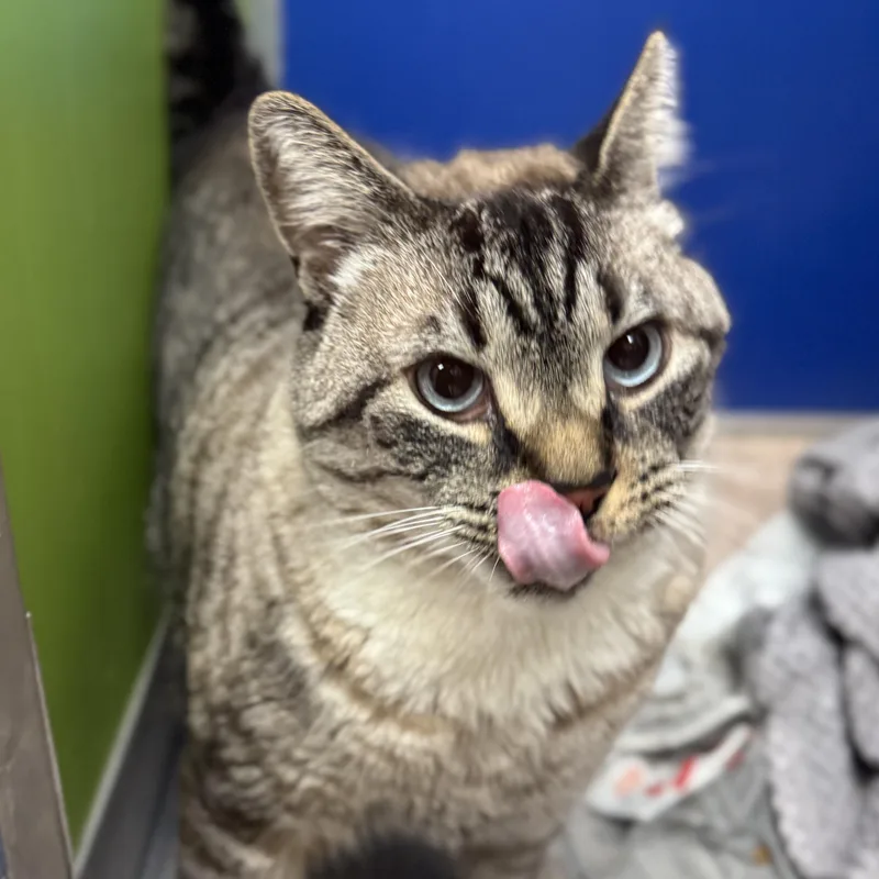 An adult extra large-sized male Lilac Point Domestic Short Hair cat named Snowball for adoption in Philadelphia, PA