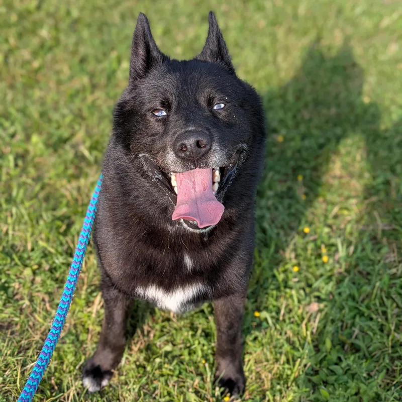 An adult medium-sized male Black Husky dog named Storm for adoption in Syracuse, NY