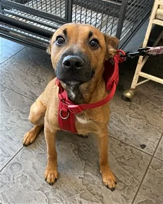 A baby small-sized male Mixed Breed dog named Max for adoption in Los Angeles, CA