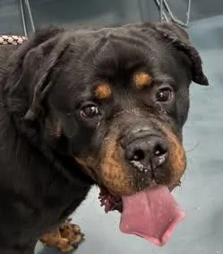 An adult large-sized female Rottweiler dog named Coco Mellon for adoption in Hillsboro, NH