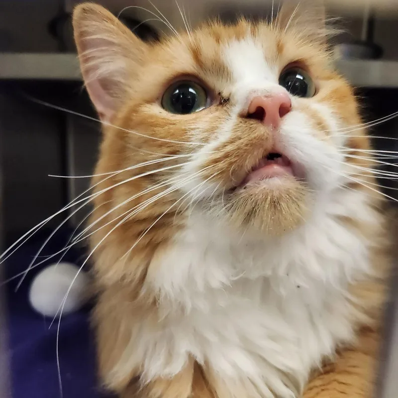 An adult large-sized male Orange & White Domestic Long Hair cat named Ron for adoption in Liberty, MO