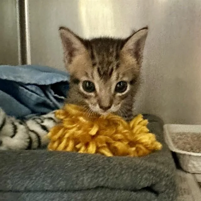 A baby small-sized female Domestic Short Hair cat named Cleo for adoption in Riverside, CA