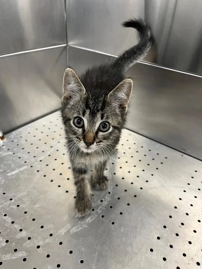 A baby medium-sized male Domestic Short Hair cat named Jasper for adoption in Troy, OH