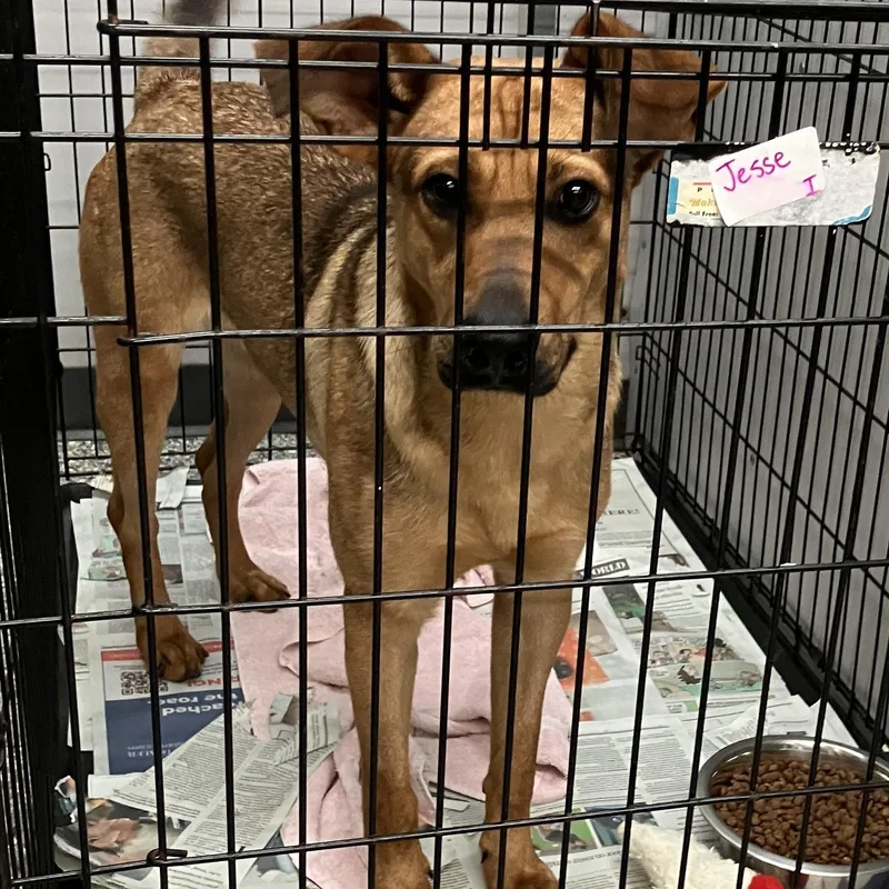 A young medium-sized female Yellow / Tan / Blond / Fawn Mixed Breed dog named Jesse for adoption in Parma, OH