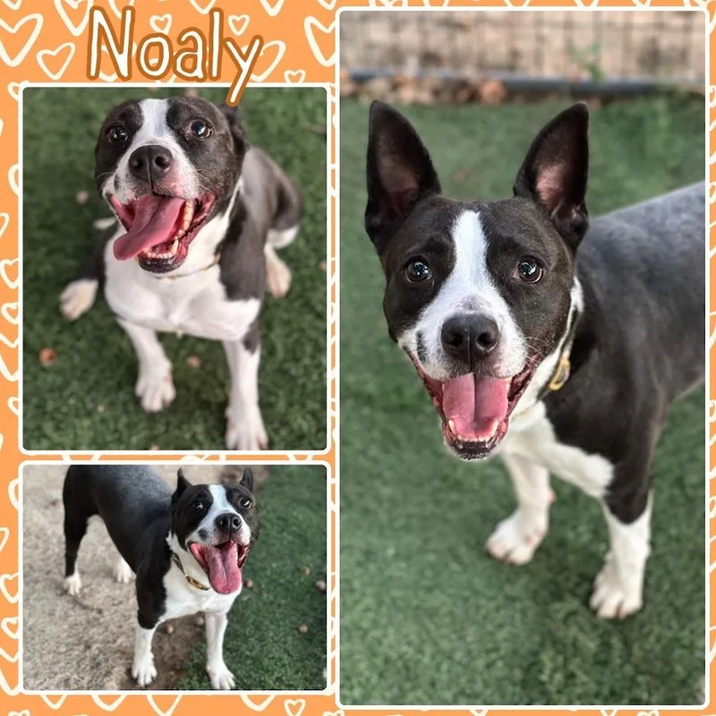 An adult medium-sized female Black Boston Terrier dog named Noaly for adoption in Fort Smith, AR