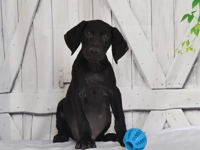 A baby small-sized male Weimaraner dog named Chuck for adoption in Oroville, CA