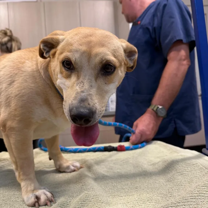 An adult medium-sized female Yellow / Tan / Blond / Fawn Mixed Breed dog named Kate for adoption in Englewood, FL