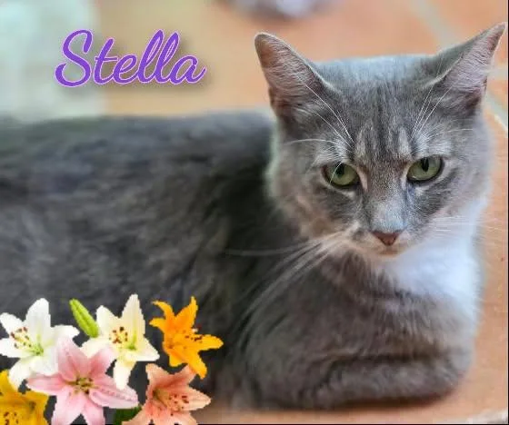 Stella