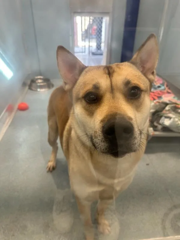 A young medium-sized male Mixed Breed dog named Arrow for adoption in Hyde Park, NY