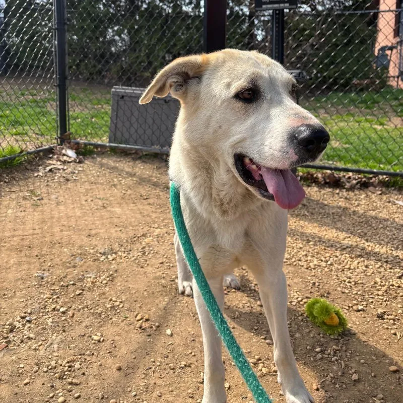 An adult large-sized female White / Cream Mixed Breed dog named Mello for adoption in West Chester, PA