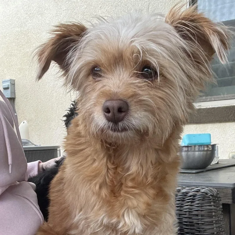 Ms. Softy Butters thumbnail 2