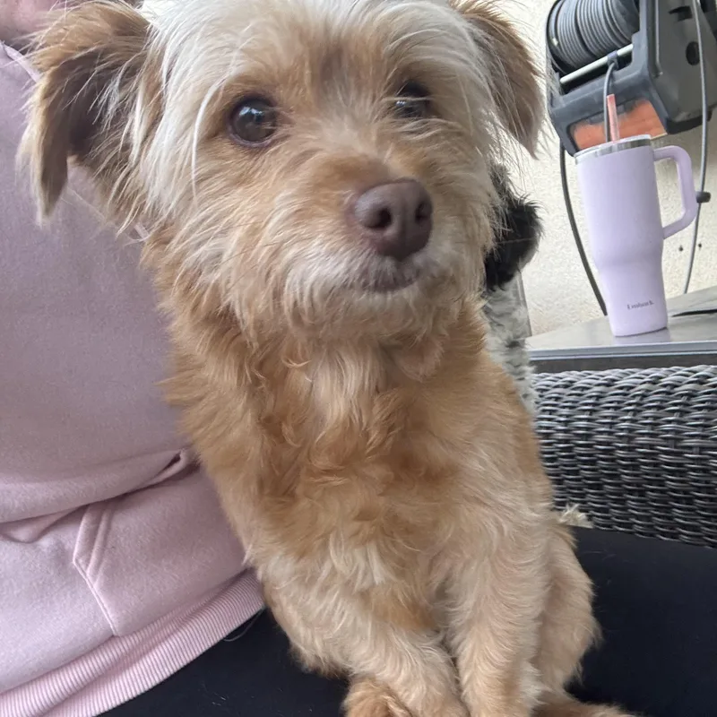 Ms. Softy Butters thumbnail 3