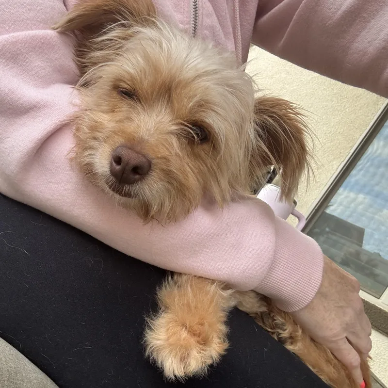 Ms. Softy Butters thumbnail 4