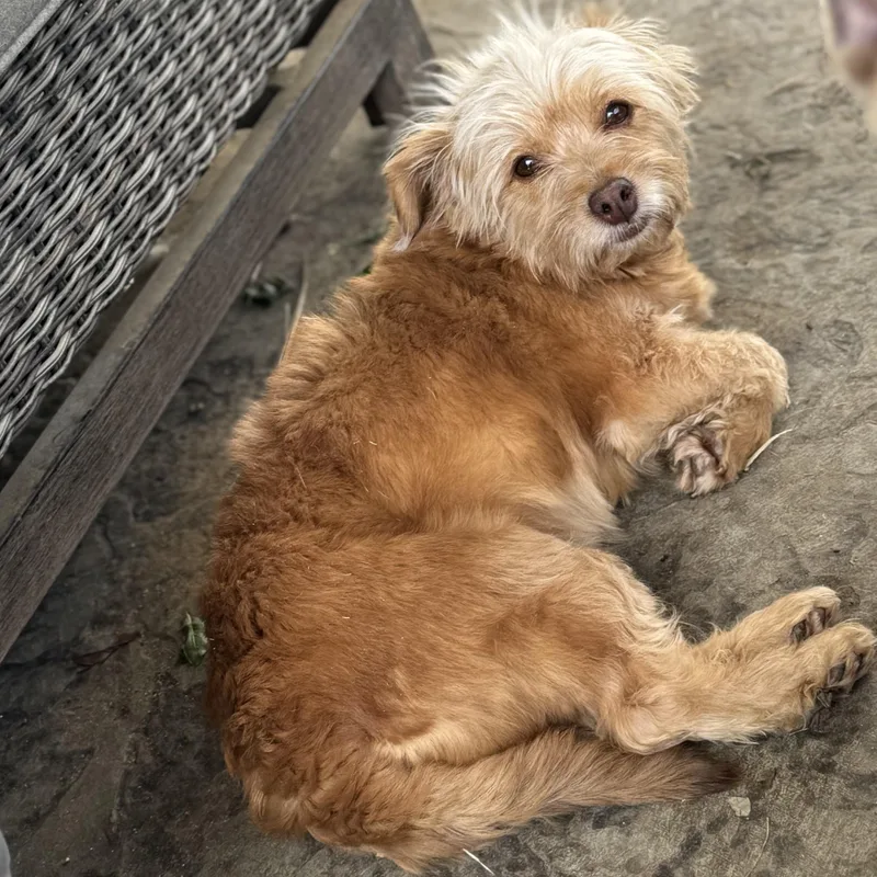 Ms. Softy Butters thumbnail 5