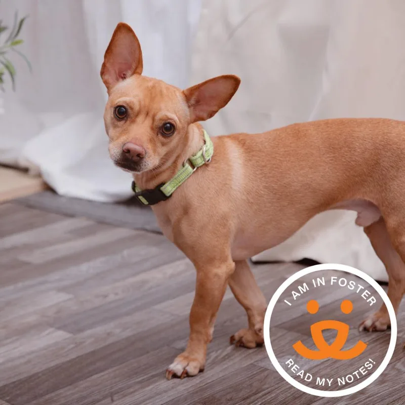 A young small-sized male Chihuahua dog named Argos for adoption in Los Angeles, CA