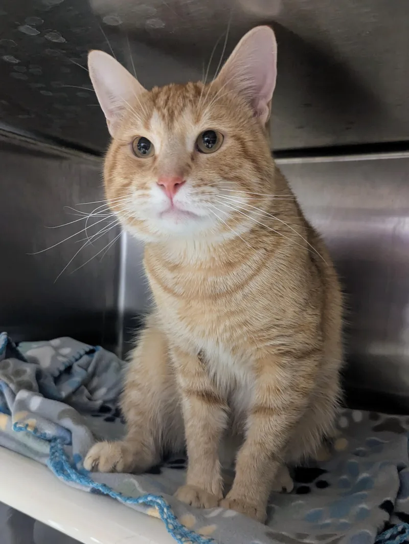 A young large-sized male Tabby (Orange / Red) Domestic Short Hair cat named Bumblebee for adoption in Springfield, IL