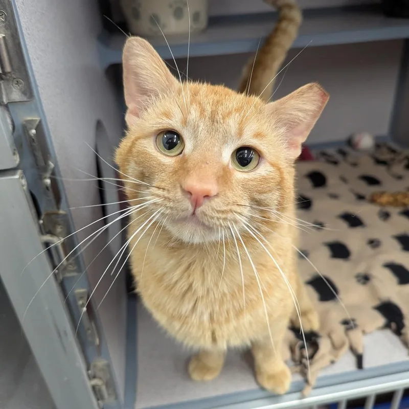 An adult large-sized male Orange / Red Domestic Short Hair cat named Boston for adoption in Evansville, IN