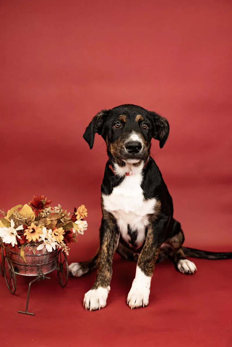 A baby large-sized male Australian Cattle Dog / Blue Heeler dog named 792-26 for adoption in Brighton, CO