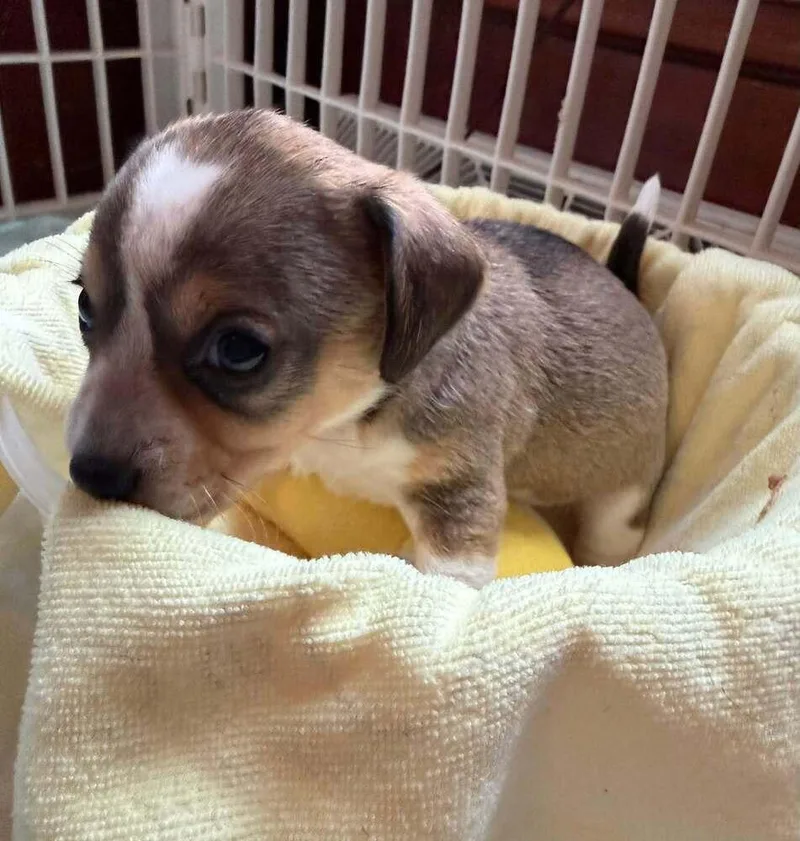 A baby small-sized female Chihuahua dog named Cavendish for adoption in Waunakee, WI