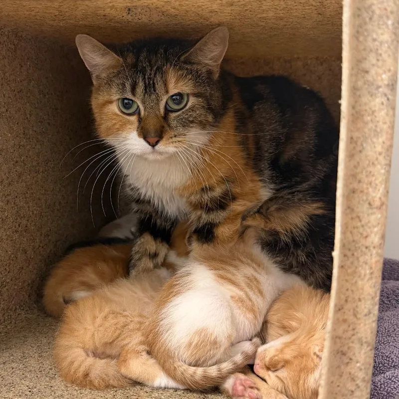 An adult medium-sized female Calico Domestic Short Hair cat named Momma Mercury for adoption in Philadelphia, PA
