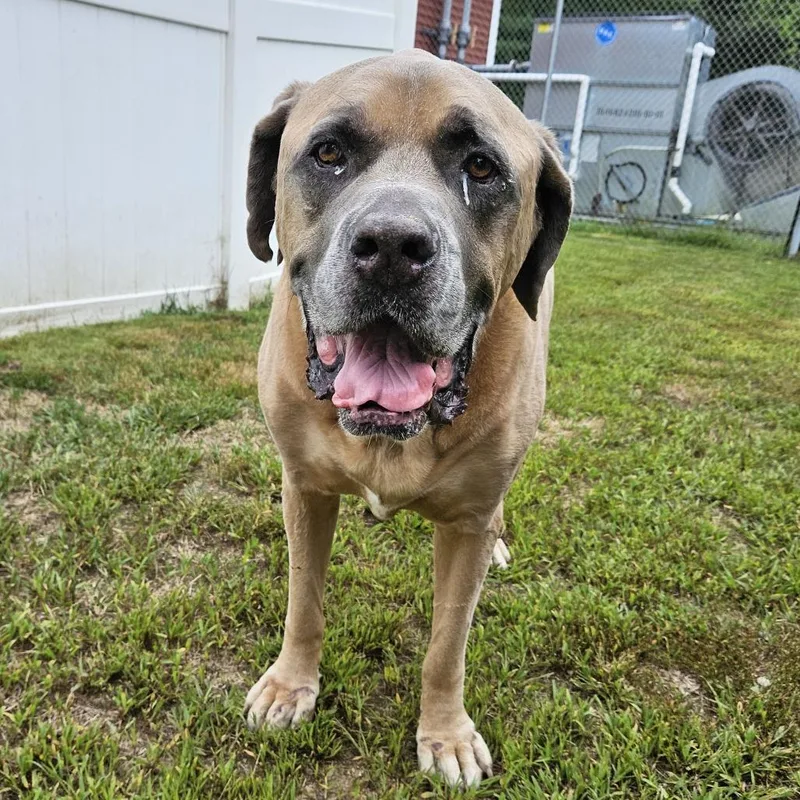 An adult extra large-sized male Yellow / Tan / Blond / Fawn Bullmastiff dog named Bruno for adoption in Concord, NH