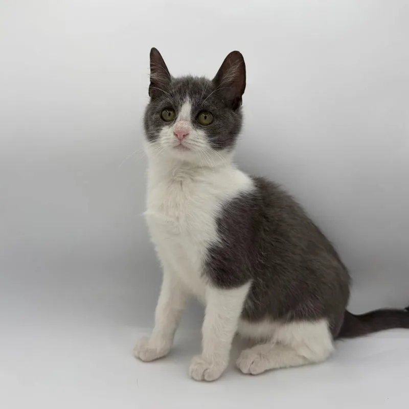 A baby medium-sized male Domestic Short Hair cat named Noodles for adoption in State College, PA