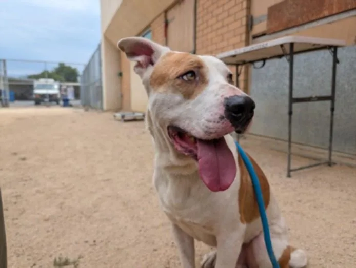 An adult medium-sized male Pit Bull Terrier dog named Jeffrey for adoption in Chatsworth, CA