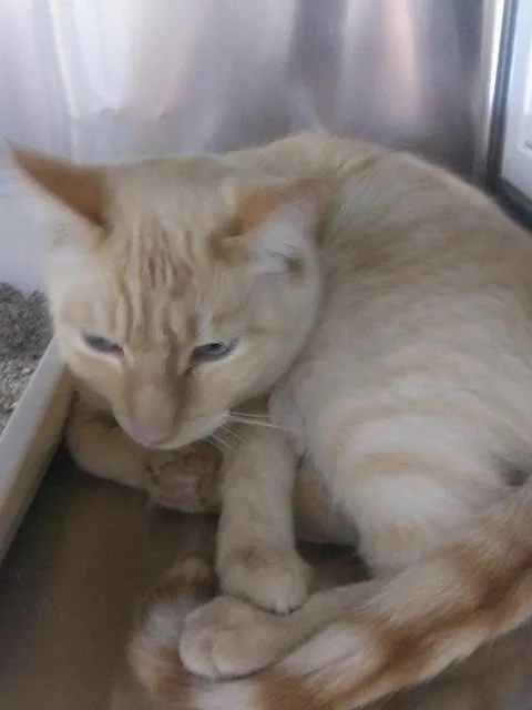 A senior medium-sized male Domestic Short Hair cat named Lionblaze for adoption in Pahrump, NV