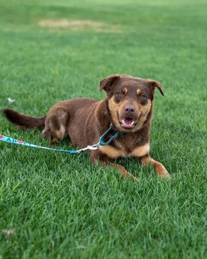 An adult medium-sized female Australian Shepherd dog named Bonnie for adoption in Pequot Lakes, MN